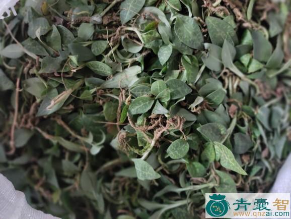 中药材细叶青图片