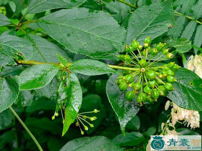 细柱五加的性味归经以及功效用法-青囊智
