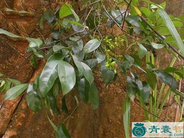 中药材细样买麻藤图片