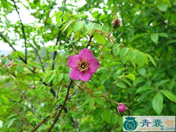 中药材细梗蔷薇图片