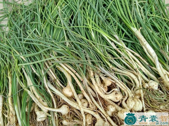 中药材细毒蒜图片