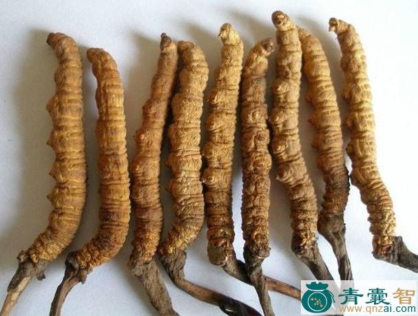 中药材细沙虫草图片