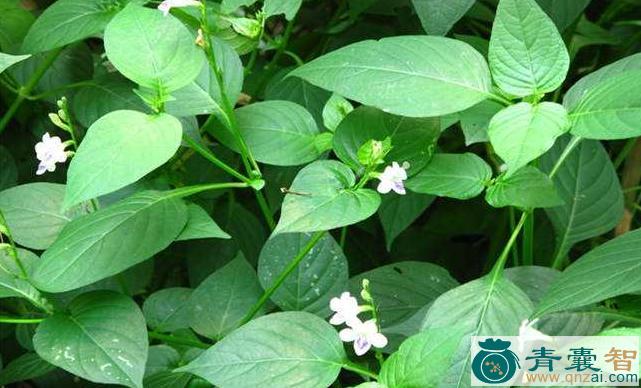 细穗爵床-青囊智