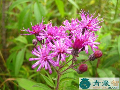 中药材细脉斑鸠菊图片