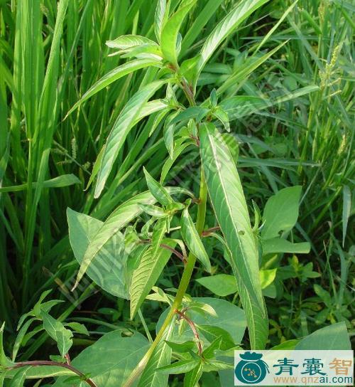 中药材细花丁香蓼图片
