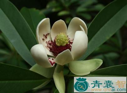 中药材细花木莲图片