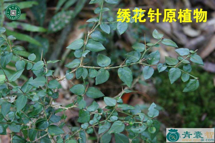 中药材细花草图片