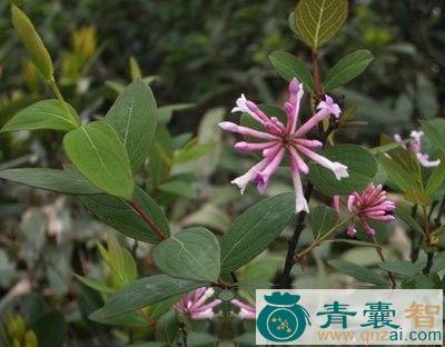中药材细轴荛花图片