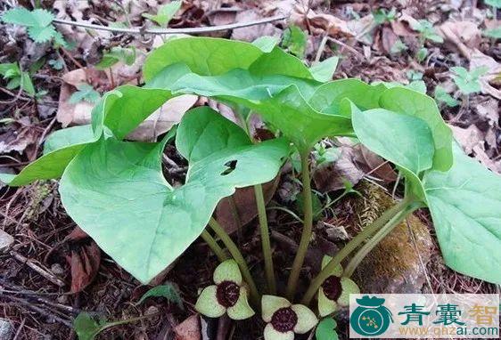 中药材细辛幌子图片