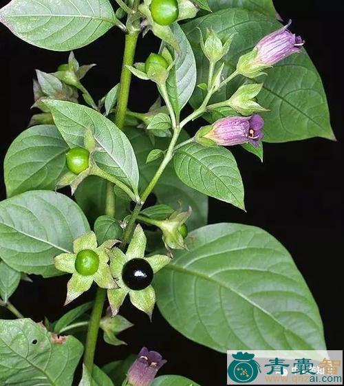 中药材细颠茄图片