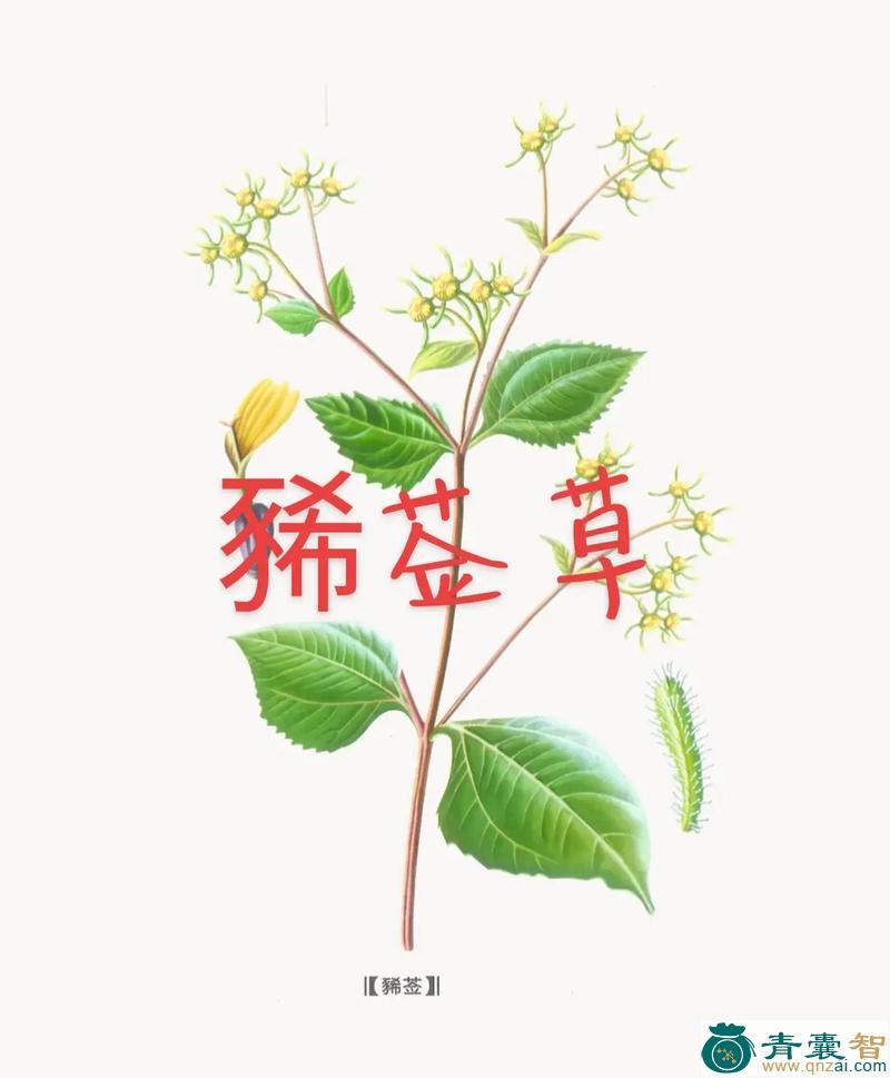 中药材经如草图片