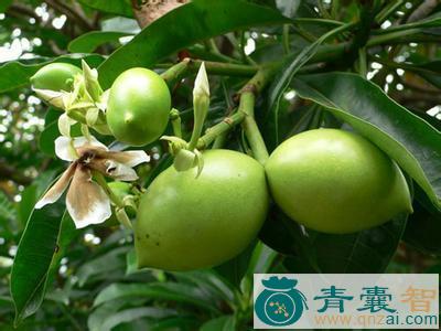 中药材绒果海木图片