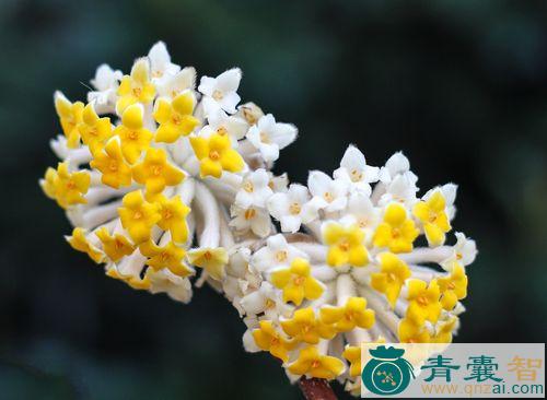 中药材结香花图片