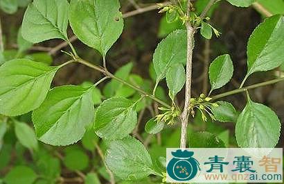 中药材绛梨木叶图片