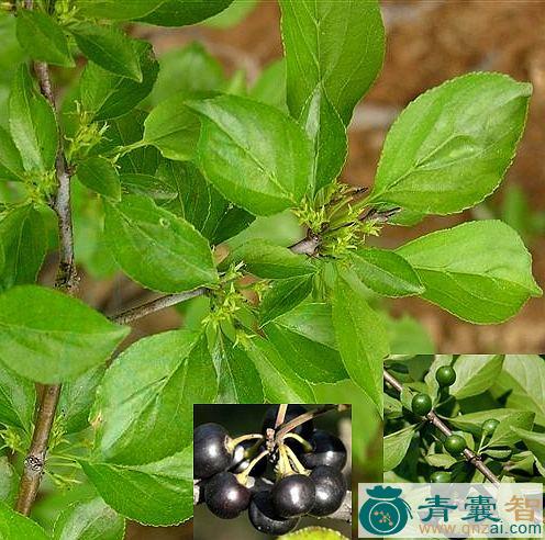 中药材绛梨木子图片