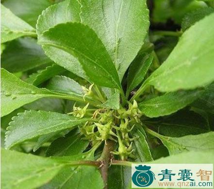 中药材绛梨木根图片