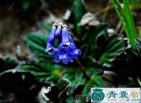 中药材绢毛石花图片