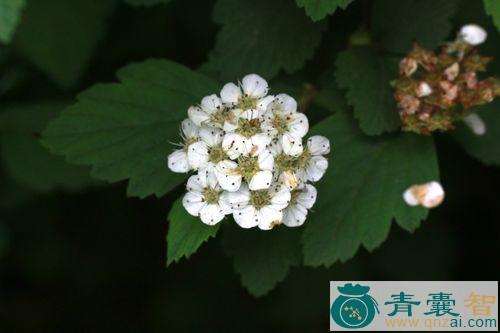 中药材绣线菊图片