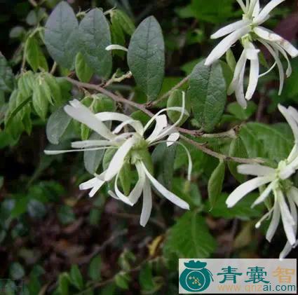中药材继树图片