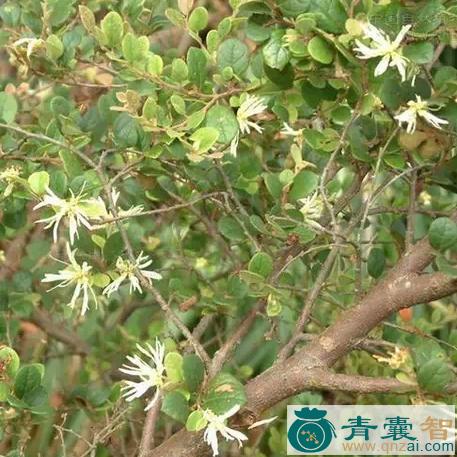 中药材继花图片