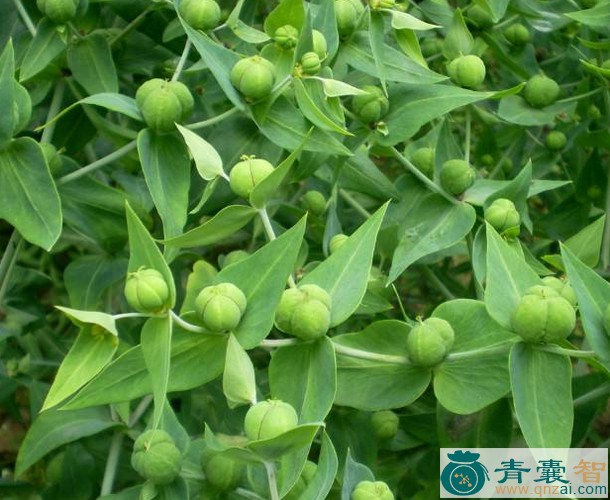 中药材续随子叶图片