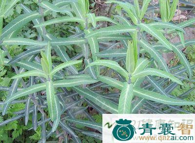 续随子茎中白汁的性味归经以及功效用法-青囊智