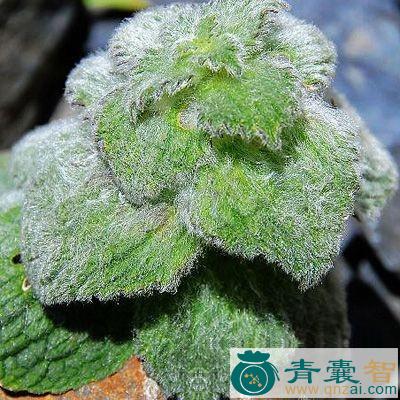 中药材绵参图片