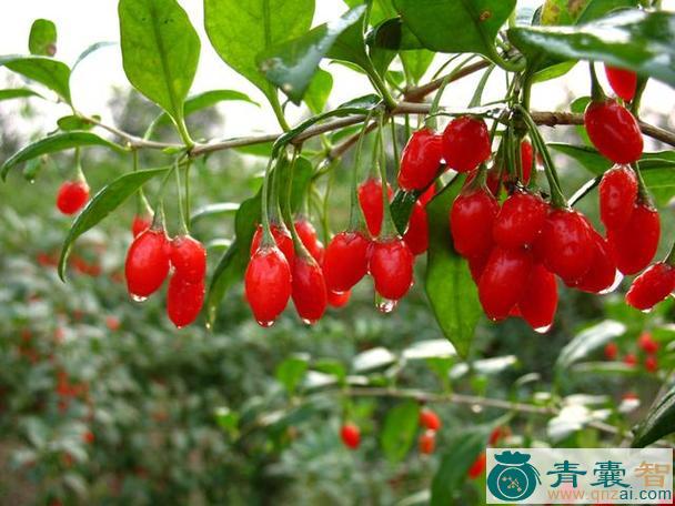 中药材绵杨图片