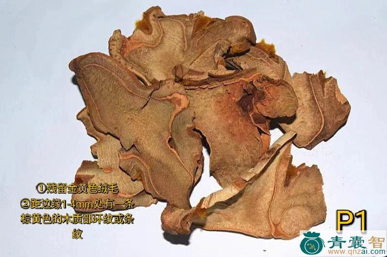 绵毛参的性状性味归经以及功效用法-青囊智