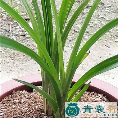 中药材绿兰花图片