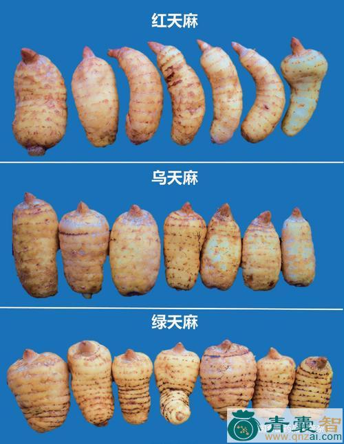 中药材绿天麻图片