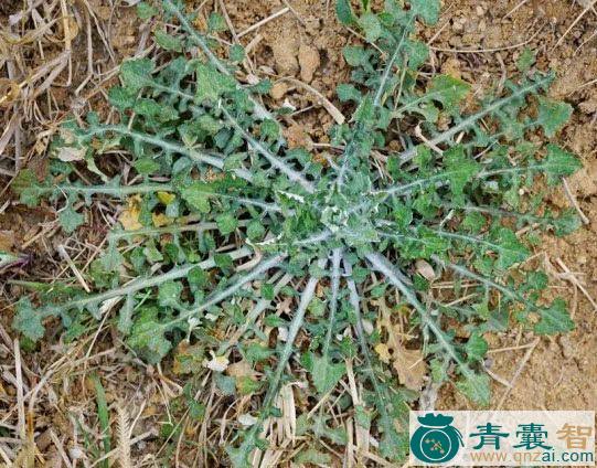 中药材绿泥根图片