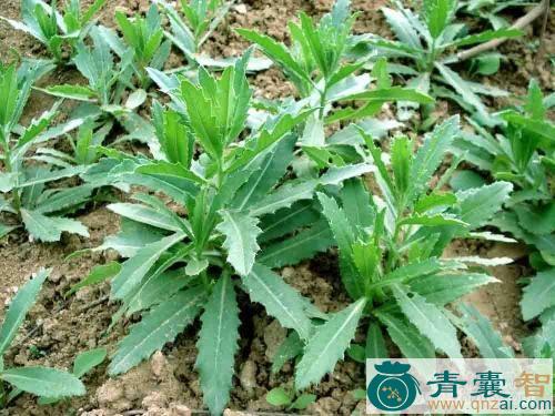 中药材绿皮刺根图片