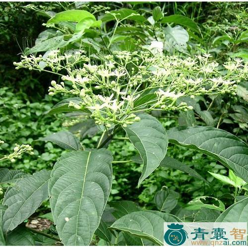 中药材绿箐图片