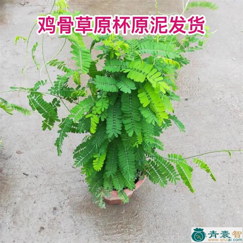 中药材绿结鸡图片