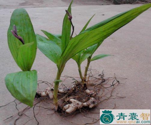 中药材绿芨图片