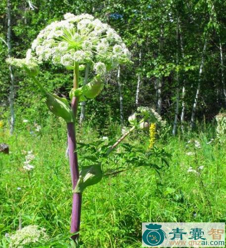 中药材绿花独活图片