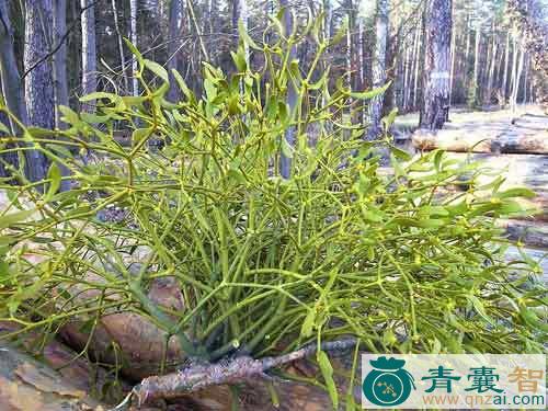 中药材绿茎槲寄生图片