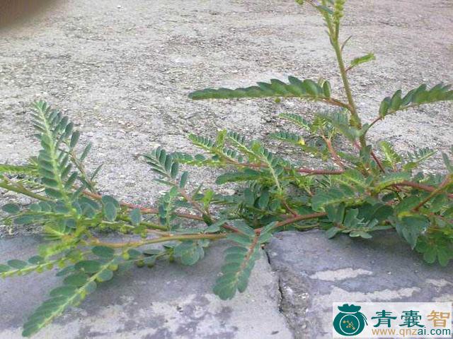 中药材绿茎牙痛草图片