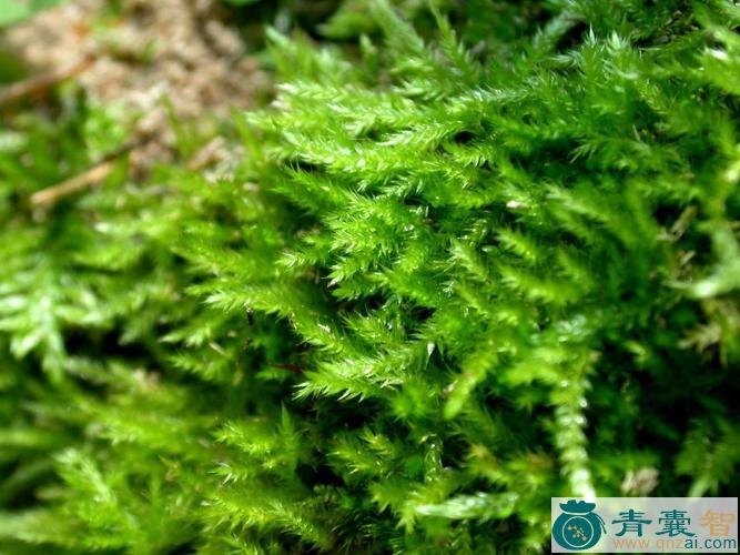中药材绿菜苔图片
