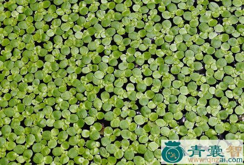 中药材绿萍图片