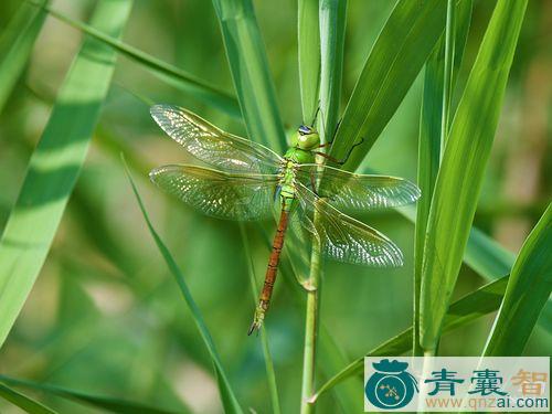 绿蜻蜓-青囊智