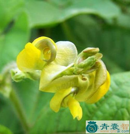 中药材绿豆花图片