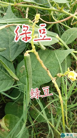 中药材绿豆青图片
