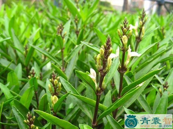 中药材绿骨大青图片