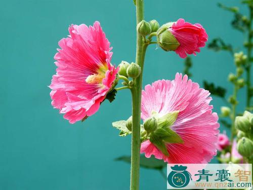 缎子花的性味归经以及功效用法-青囊智
