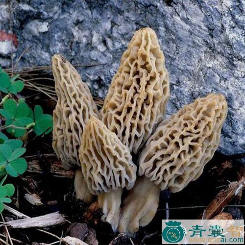 中药材编笠菌图片