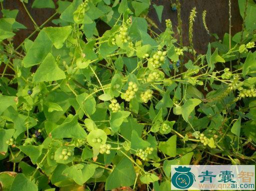 中药材缠藤图片