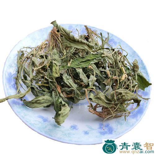 缡头婆的性味归经以及功效用法-青囊智