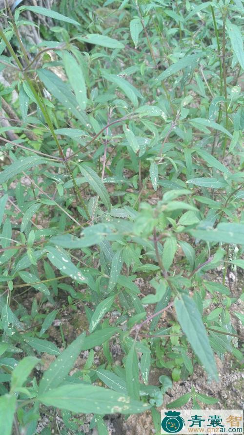 中药材缺碗草芋子草图片